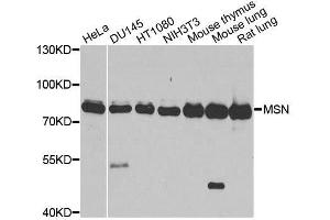 Western blot analysis of extracts of various cell lines, using MSN antibody. (Moesin Antikörper  (AA 458-557))
