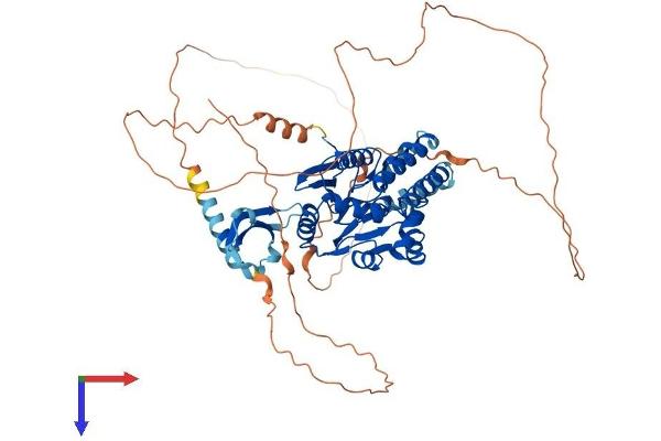 CDYL Protein (AA 1-598) (His tag)