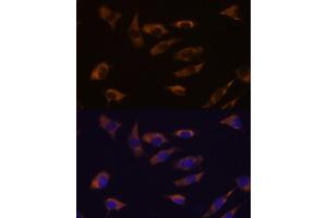 Immunofluorescence analysis of L929 cells using FSTL4 antibody (ABIN7267228) at dilution of 1:100. (FSTL4 Antikörper)