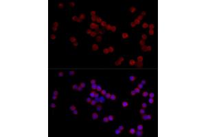Immunofluorescence (IF) image for anti-ADAM Metallopeptidase with Thrombospondin Type 1 Motif, 1 (ADAMTS1) (AA 718-967) antibody (ABIN7265439)