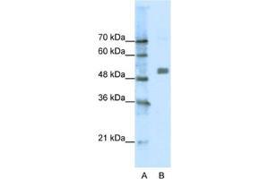 Western Blotting (WB) image for anti-Cholinergic Receptor, Nicotinic, alpha 9 (Neuronal) (CHRNA9) antibody (ABIN2463731) (CHRNA9 Antikörper)