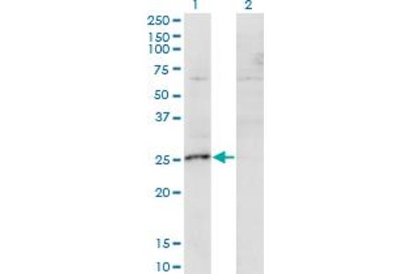 MIS12 anticorps  (AA 1-205)