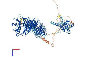 WDR36 Protein (AA 1-951) (His tag)