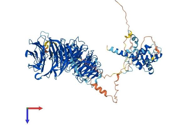 WDR36 Protein (AA 1-951) (His tag)