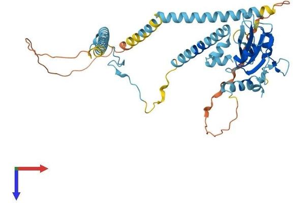 SH2D4A Protein (AA 1-421) (His tag)