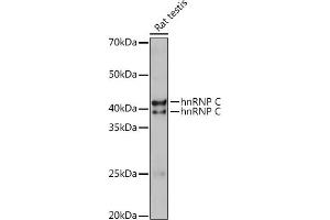 Western blot analysis of extracts of Rat testis, using hnRNP C Polyclonal Antibody (ABIN7267630) at 1:1000 dilution. (HNRNPC Antikörper)