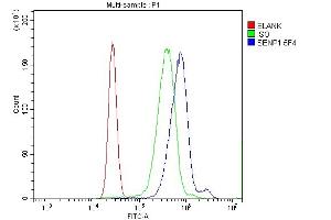 Flow Cytometry analysis of K562 cells using anti-SENP1 antibody (ABIN7600423). (SENP1 Antikörper  (AA 19-619))