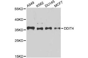Western blot analysis of extracts of various cell lines, using DDIT4 antibody (ABIN5995536) at 1/1000 dilution. (DDIT4 Antikörper)