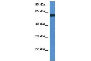 Western Blot showing Uap1l1 antibody used at a concentration of 1. (UAP1L1 Antikörper  (Middle Region))