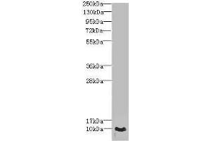 Western blot All lanes: CRIP1 antibody at 1. (CRIP1 Antikörper  (AA 1-77))