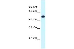 Western Blot showing Tcf7l2 antibody used at a concentration of 1.