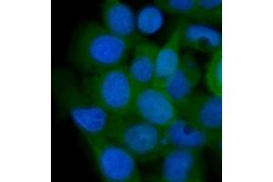 IF analysis of AHA1/AHSA1 using anti-AHA1/AHSA1 antibody (ABIN7600708).
