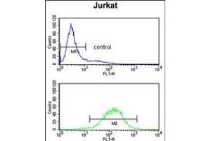 C1QB Antibody (N-term) (ABIN652840 and ABIN2842546) flow cytometry analysis of Jurkat cells (bottom histogram) compared to a negative control cell (top histogram). (C1QB Antikörper  (N-Term))