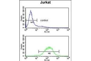 C1QB Antibody (N-term) (ABIN652840 and ABIN2842546) flow cytometry analysis of Jurkat cells (bottom histogram) compared to a negative control cell (top histogram).