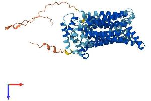 SLC2A9 Protein (AA 1-540) (His tag)