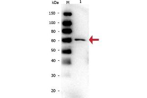 Western Blot of Mouse anti-Bovine Serum Albumin Monoclonal Antibody. (Albumin Antikörper)