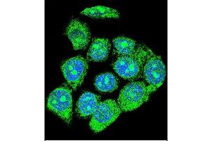 Immunofluorescence (IF) image for anti-Early Growth Response 1 (EGR1) (AA 9-37), (N-Term) antibody (ABIN389442)