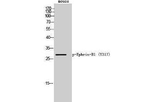 Western Blotting (WB) image for anti-Ephrin B1 (EFNB1) (pTyr317) antibody (ABIN3182253) (Ephrin B1 Antikörper  (pTyr317))