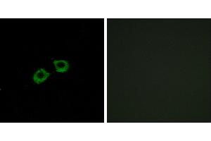 Peptide - +Western blot analysis of extracts from A549 cells, using ARFGEF2 antibody. (ARFGEF2 Antikörper)