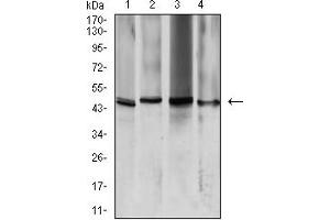 Western blot analysis using AQP2 mouse mAb against K562 (1), HeLa (2), HCT116 (3), and SW480 (4) cell lysate.