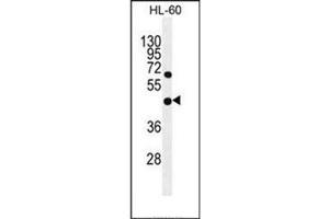 Western blot analysis of GDPD1 Antibody (N-term) in HL-60 cell line lysates (35ug/lane). (GDPD1 Antikörper  (N-Term))
