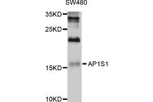 Western blot analysis of extracts of SW480 cells, using AP1S1 antibody (ABIN4902919) at 1:1000 dilution. (AP1S1 Antikörper)