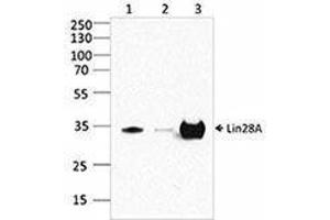 Western Blotting (WB) image for anti-Lin-28 Homolog A (C. Elegans) (LIN28A) antibody (ABIN2666352)