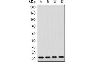 Western blot analysis of GrpEL2 expression in K562 (A), MCF7 (B), mouse brain (C), mouse lung (D) whole cell lysates.