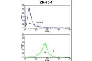 COQ3 Antibody (Center) (ABIN652711 and ABIN2842471) FC analysis of ZR-75-1 cells (bottom histogram) compared to a negative control cell (top histogram). (COQ3 Antikörper  (AA 172-201))