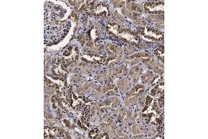 Immunohistochemical analysis of C on paraffin-embedded Human kidney tissue. (Cyclin Y Antikörper  (AA 140-169))