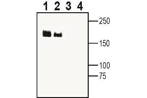 Western blot analysis of rat brain lysate (lanes 1 and 3) and mouse brain lysate (lanes 2 and 4):1-2.