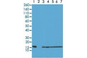 Western blot analysis of Lane 1: recombinant Histone H2A, Lane 2: recombinant Histone H2B, Lane 3: HeLa, Lane 4: A375, Lane 5: SK-MEL-2, Lane 6: A431, Lane 7: K562 whole cell lysates with Histone H2A monoclonal antibody, clone RM225  at 0. (HIST1H2AE Antikörper  (C-Term))