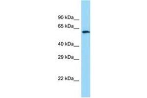 Image no. 1 for anti-Choline O-Acetyltransferase (CHAT) (C-Term) antibody (ABIN6748020) (Choline Acetyltransferase Antikörper  (C-Term))