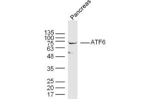Mouse pancreas lysates probed with ATF6 Polyclonal Antibody, unconjugated  at 1:300 overnight at 4°C followed by a conjugated secondary antibody at 1:10000 for 90 minutes at 37°C.