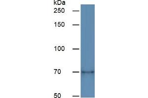 Rabbit Capture antibody from the kit in WB with Positive Control:  Human Lung lysate. (Hemopexin ELISA Kit)