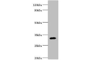 Western blot All lanes: Zinc finger protein 346 antibody at 3 μg/mL + Mouse brain tissue Secondary Goat polyclonal to rabbit IgG at 1/10000 dilution Predicted band size: 33, 36, 30 kDa Observed band size: 33 kDa