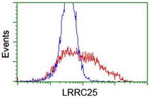 HEK293T cells transfected with either RC209911 overexpress plasmid (Red) or empty vector control plasmid (Blue) were immunostained by anti-LRRC25 antibody (ABIN2455887), and then analyzed by flow cytometry. (LRRC25 Antikörper)