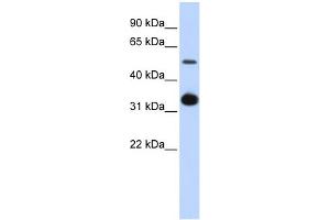 WB Suggested Anti-GDF2 Antibody Titration: 0. (GDF2 Antikörper  (Middle Region))