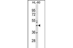 ZN Antibody (Center) (ABIN1537976 and ABIN2849580) western blot analysis in HL-60 cell line lysates (35 μg/lane). (ZNF589 Antikörper  (AA 184-210))