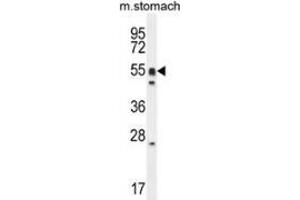 Western blot analysis in mouse stomach cell line lysates (35ug/lane) using DMRTA1 / DMO  Antibody . (DMRTA1 Antikörper  (C-Term))