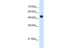 Western Blotting (WB) image for anti-N-Acetylglutamate Synthase (NAGS) antibody (ABIN2463410)