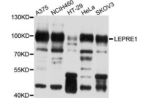 Western blot analysis of extracts of various cell lines, using LEPRE1 antibody (ABIN5998124) at 1/1000 dilution. (LEPRE1 Antikörper)