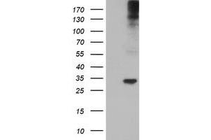 Western Blotting (WB) image for anti-Tryptase gamma 1 (TPSG1) (AA 20-283) antibody (ABIN1491161) (TPSG1 Antikörper  (AA 20-283))