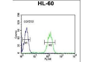 CA5B Antibody (C-term) (ABIN652315 and ABIN2841444) flow cytometric analysis of HL-60 cells (right histogram) compared to a negative control cell (left histogram). (CA5B Antikörper  (C-Term))