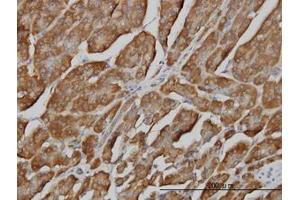 Image no. 3 for anti-3'(2'), 5'-Bisphosphate Nucleotidase 1 (BPNT1) (AA 1-101) antibody (ABIN599133) (BPNT1 Antikörper  (AA 1-101))
