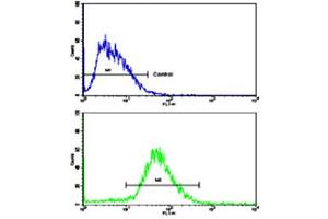 Flow cytometric analysis of HepG2 cells using CDH13 polyclonal antibody (bottom histogram) compared to a negative control cell (top histogram). (Cadherin 13 Antikörper  (N-Term))
