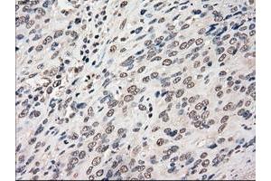 Image no. 13 for anti-P450 (Cytochrome) Oxidoreductase (POR) antibody (ABIN1497744) (POR Antikörper)