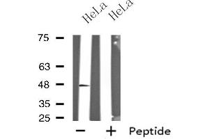 Western blot analysis of extracts from HeLa cells, using GPR19 antibody. (GPR19 Antikörper  (C-Term))
