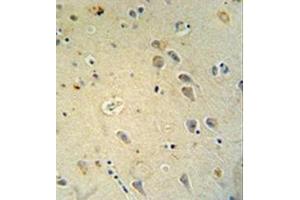 Immunohistochemistry (Paraffin-embedded Sections) (IHC (p)) image for anti-Glutamate Receptor, Ionotropic, AMPA 4 (GRIA4) (AA 262-291), (Middle Region) antibody (ABIN952534)