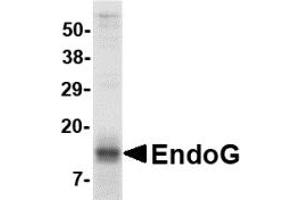 Western Blotting (WB) image for Endonuclease G (ENDOG) (AA 51-140) protein (His tag,Strep II tag) (ABIN2468369)